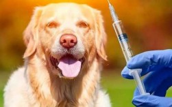 狗咬住防疫苗接种,狗咬了打疫苗后会有后遗症 
