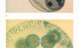 为什么说团藻是原生动物而不是多细胞动物? 团澡是什么生物