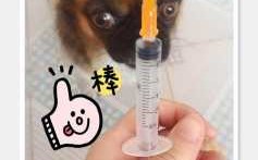 狗子打完疫苗后感冒了 打完疫苗的狗狗感冒了