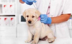 拉布拉多幼犬的疫苗,拉布拉多幼犬的疫苗怎么打 