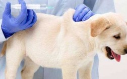 狗狗疫苗凝固了怎么办-狗狗疫苗散了是失效了吗