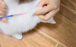 广州猫猫打疫苗