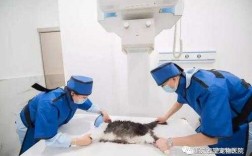 宠物DR影像是检查什么_宠物医院dr是什么检查项目