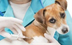 打过疫苗的狗怕犬瘟吗（打过疫苗的狗怕细小吗）