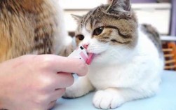 猫打疫苗后能吃罐头吗
