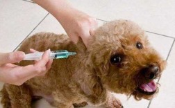 狗狗在吐的时候打疫苗了,会有危险吗 狗狗呕吐可以打疫苗吗