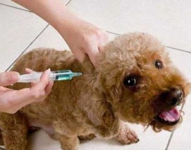 狗狗在吐的时候打疫苗了,会有危险吗 狗狗呕吐可以打疫苗吗