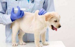 狗咬了多久打疫苗有效,狗咬了多长时间打疫苗合适 