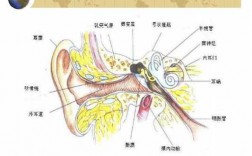 耳鼻喉都是什么病-耳鼻喉是什么系统