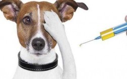 犬咬伤注射疫苗有用吗