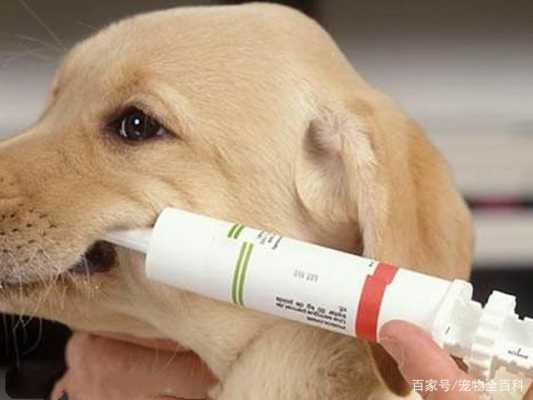 狗狗打完疫苗吃什么补充营养-图1