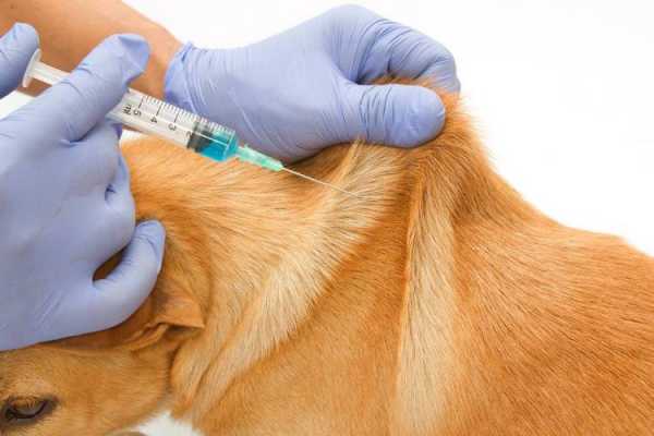  养小狗需要打什么疫苗「养小狗需要打针吗」-图3