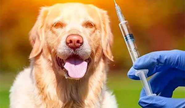 狗咬住防疫苗接种,狗咬了打疫苗后会有后遗症 -图1
