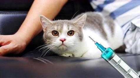 猫打完疫苗反胃（猫打完疫苗呕吐不吃东西怎么办）-图1