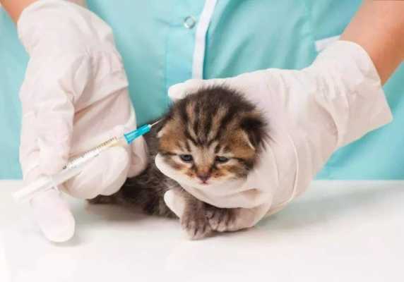 猫疫苗打哪个部位图解图片-猫疫苗打哪个部位图解-图2