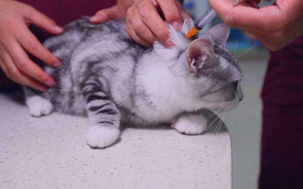 猫疫苗打哪个部位图解图片-猫疫苗打哪个部位图解-图3