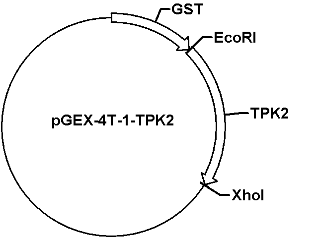 e.coli1是什么酶（ecor1酶）-图1