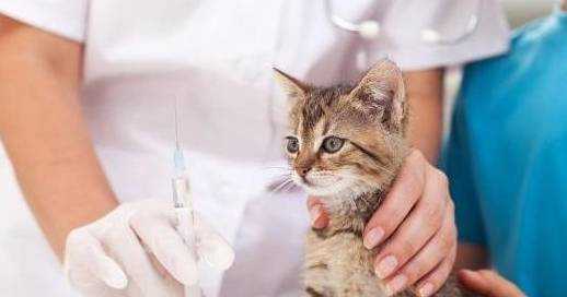 小猫打完疫苗多少天可以洗澡-图1