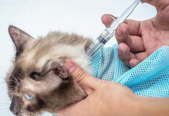 小猫打完疫苗多少天可以洗澡-图3