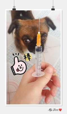 狗子打完疫苗后感冒了 打完疫苗的狗狗感冒了-图1