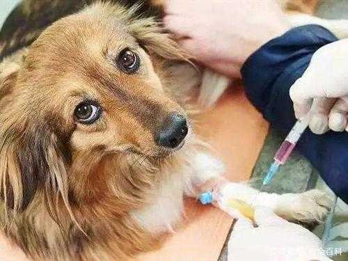 狗狗打完疫苗严重抖动,狗狗打完疫苗一直抖是怎么了 -图3