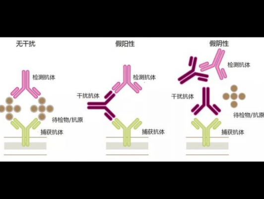 为什么修饰抗体（抗体为什么失效）-图2