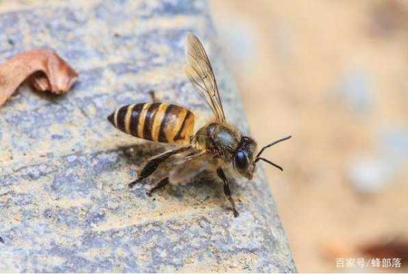  蜜蜂的毒呈什么性「蜜蜂的毒能治什么病」-图1