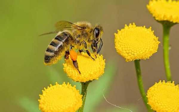  蜜蜂的毒呈什么性「蜜蜂的毒能治什么病」-图2