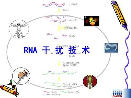 rna干涉的应用 什么是rna干涉技术-图1