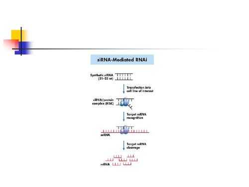 rna干涉的应用 什么是rna干涉技术-图3