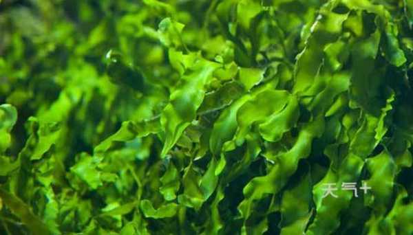 什么是海藻棒,海藻是做什么用的 -图2