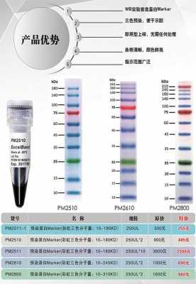 蛋白marker的原理 蛋白marker试剂-图1