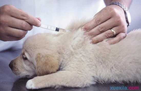  幼犬打了假疫苗死了「幼犬打完疫苗死了」-图1