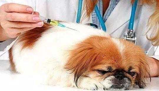  幼犬打了假疫苗死了「幼犬打完疫苗死了」-图3