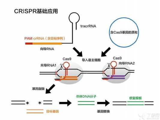  CRISPR基因被誉为什么「crispr基因编辑技术的基本原理示意图」-图2