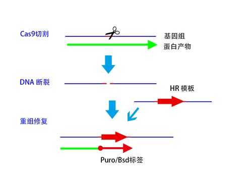  CRISPR基因被誉为什么「crispr基因编辑技术的基本原理示意图」-图1