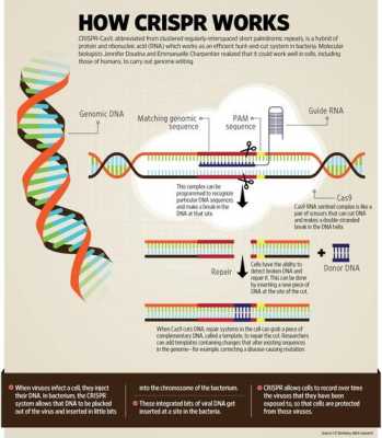  CRISPR基因被誉为什么「crispr基因编辑技术的基本原理示意图」-图3