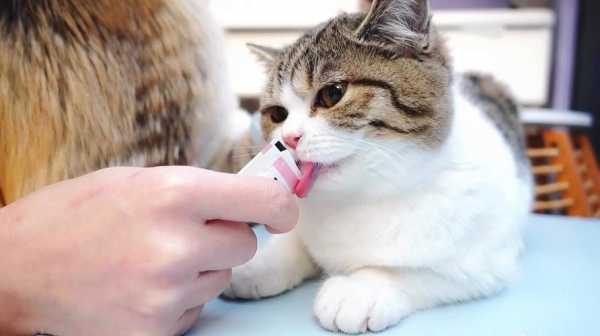 猫打疫苗后能吃罐头吗-图1