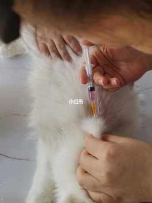 小猫免疫疫苗时间-图3