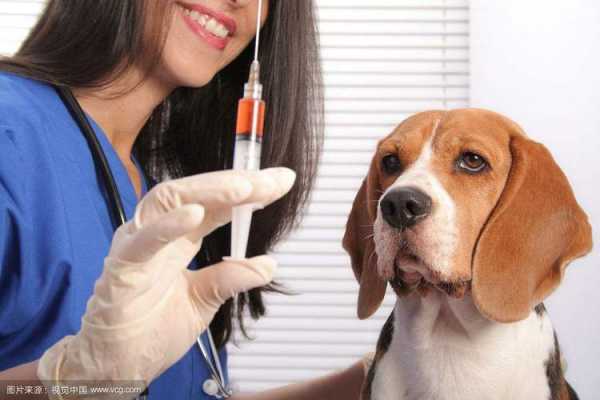 狗狗打几针疫苗有抗体 狗狗总共打几针疫苗-图1