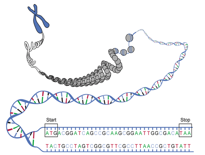 wnt4是什么基因_cntn4基因-图3
