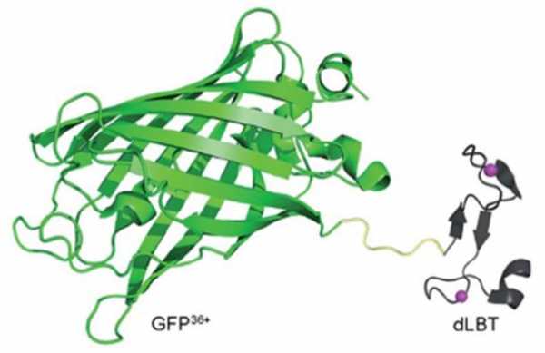 gfp融合蛋白-图3
