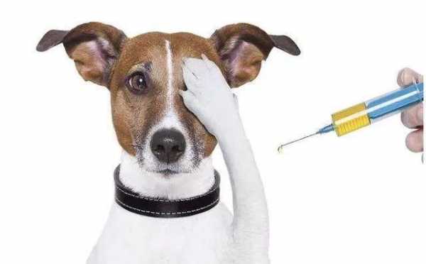 狂犬疫苗过敏养狗-图3