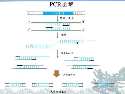 定点突变pcr详细步骤-定点突变试剂盒原理-图1
