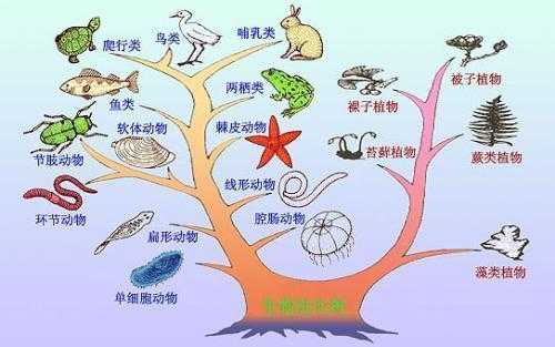  生物是什么科「生物属于哪一科」-图1