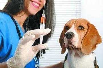 打了狂犬病疫苗可以吃香肠吗-打狂犬疫苗可以香肠嘛-图3