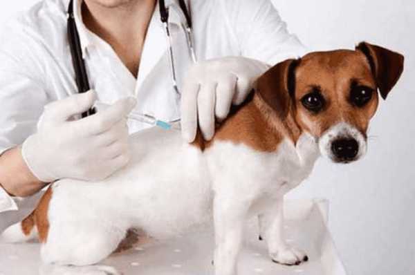 狗狗疫苗有没有生效,狗狗注射疫苗有效期 -图3
