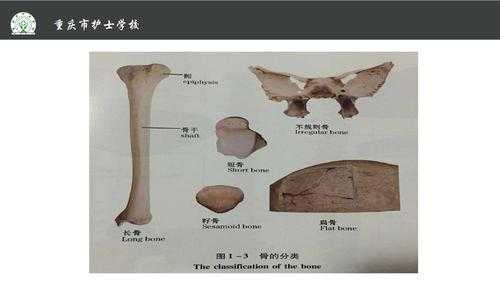 骨板的分类及作用-图1