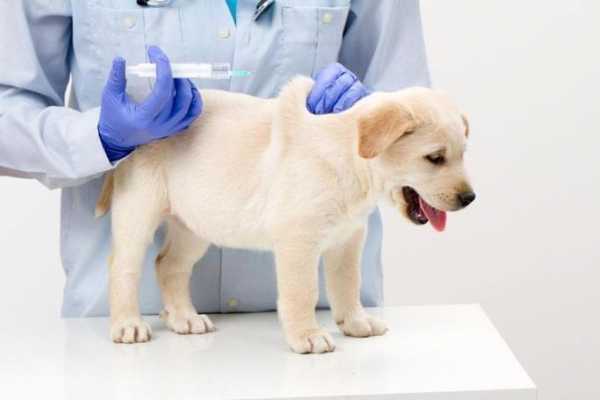 狗狗疫苗是混合的吗（狗疫苗混着打有影响吗）-图2