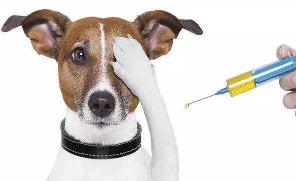 狗狗疫苗是混合的吗（狗疫苗混着打有影响吗）-图3